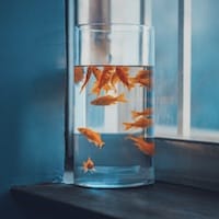 Quản trị viên MR88